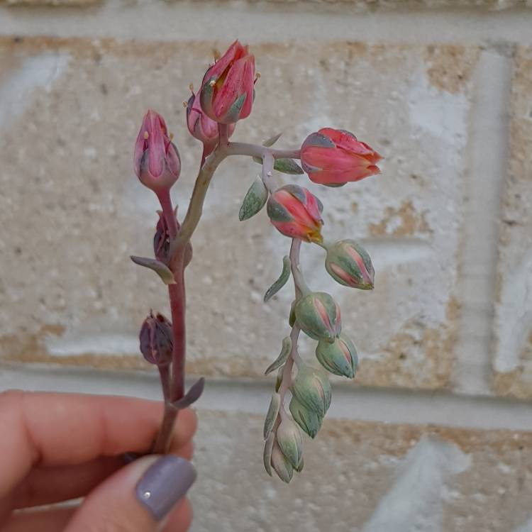 Plant image Pachyphytum longifolium