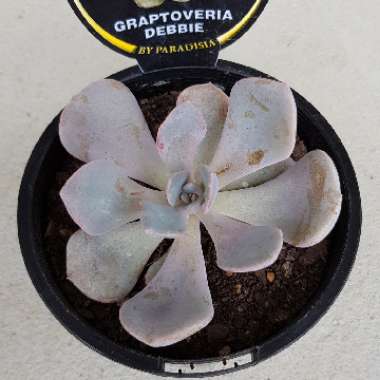 xGraptoveria Debbi