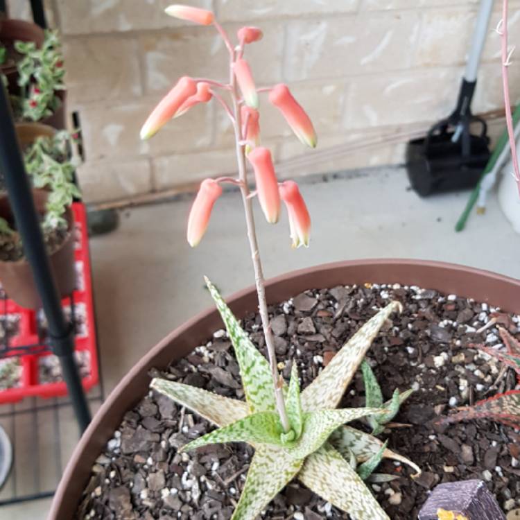 Plant image Aloe 'Blizzard'