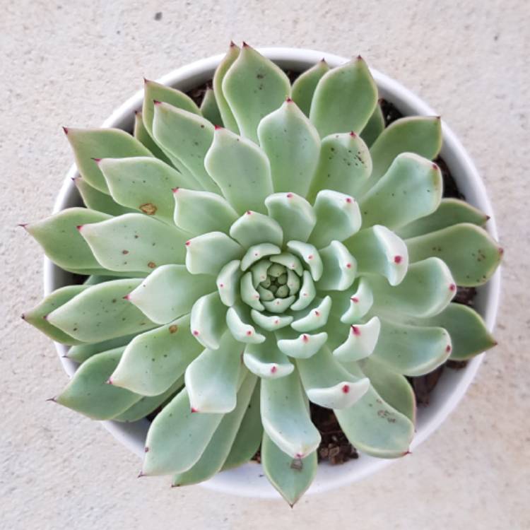 Plant image Echeveria Cuspidata var. Zaragozae