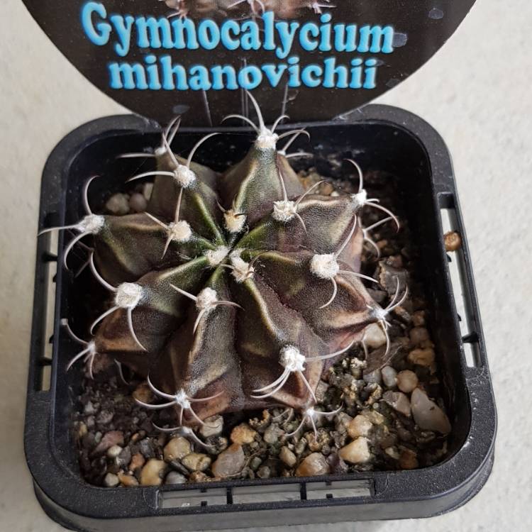 Plant image Gymnocalycium mihanovichii