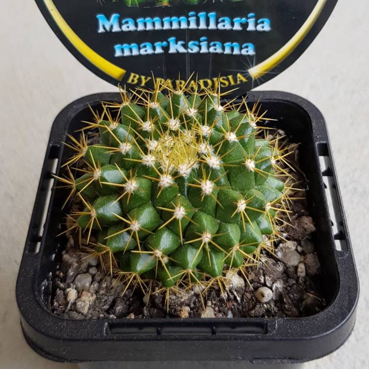 Plant image Mammillaria Marksiana