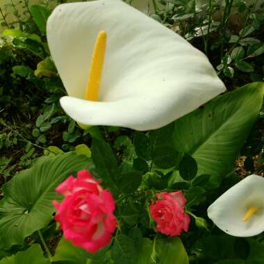 Zantedeschia 'White Giant'