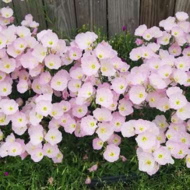 Oenothera speciosa