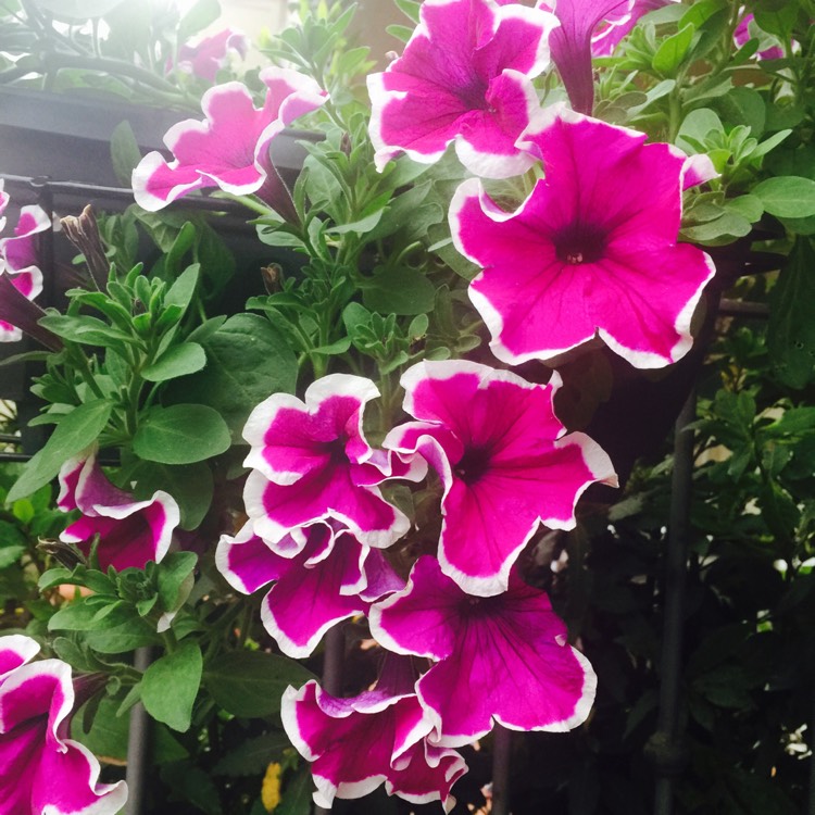 Plant image Petunia 'Cascadias Rim Magenta' (Cascadias Series) syn. Petunia 'Rim Magenta'