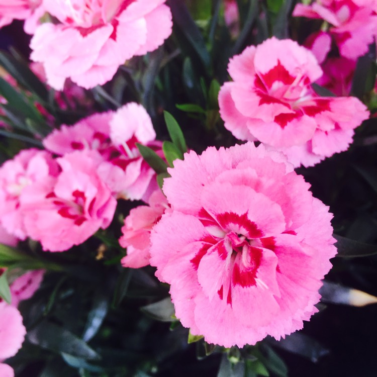 Plant image Dianthus caryophyllus 'Raspberry Ripple'