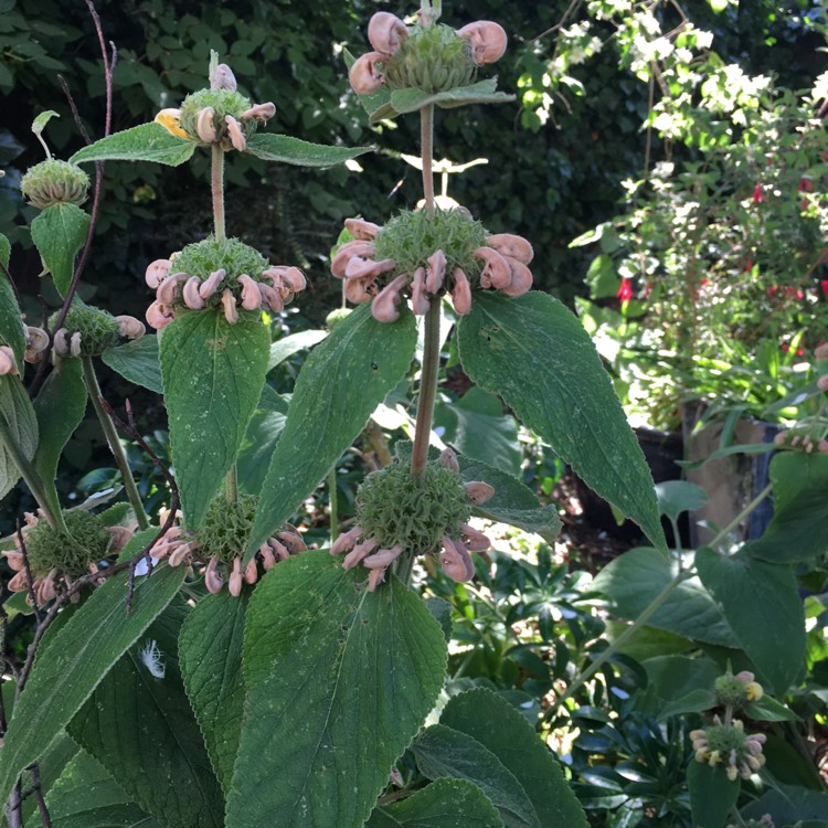 Plant image Phlomis fruticosa