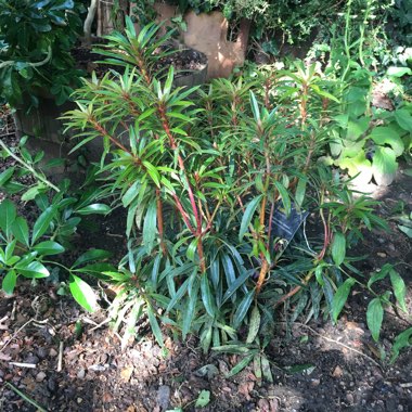 Rhododendron 'Graziella'