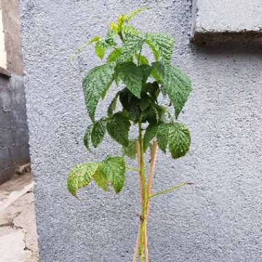 Rubus idaeus var. strigosus