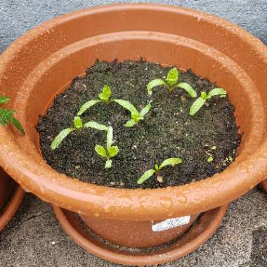 Beta Vulgaris var Cicla