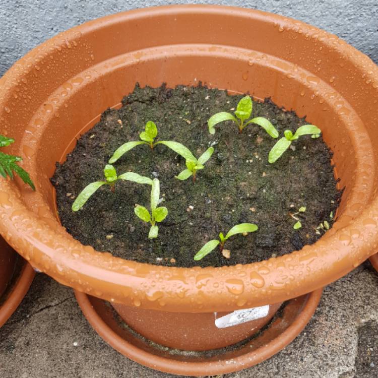 Plant image Beta Vulgaris var Cicla