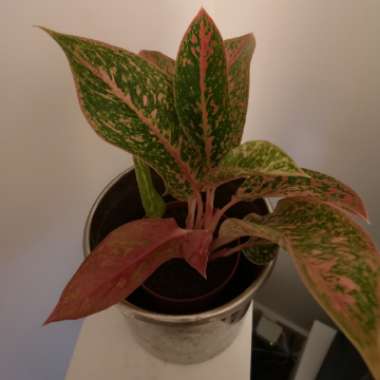 Chinese Evergreen 'Legacy'