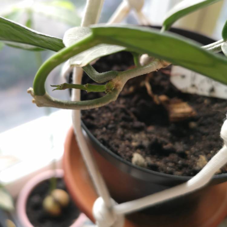 Plant image Hoya macgillivrayi 'Rainforest'