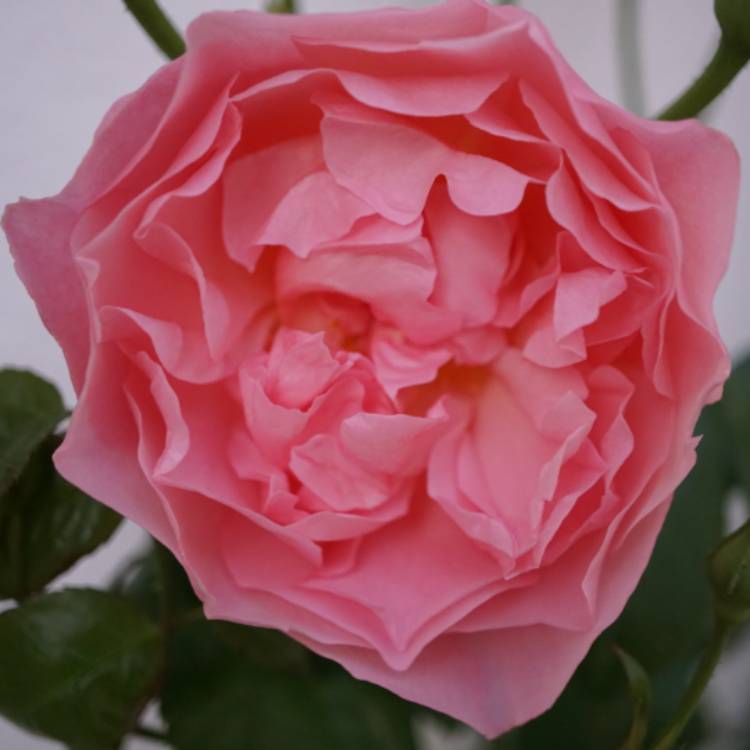 Plant image Rosa 'Ausrimini' syn. Rosa 'Strawberry Hill'