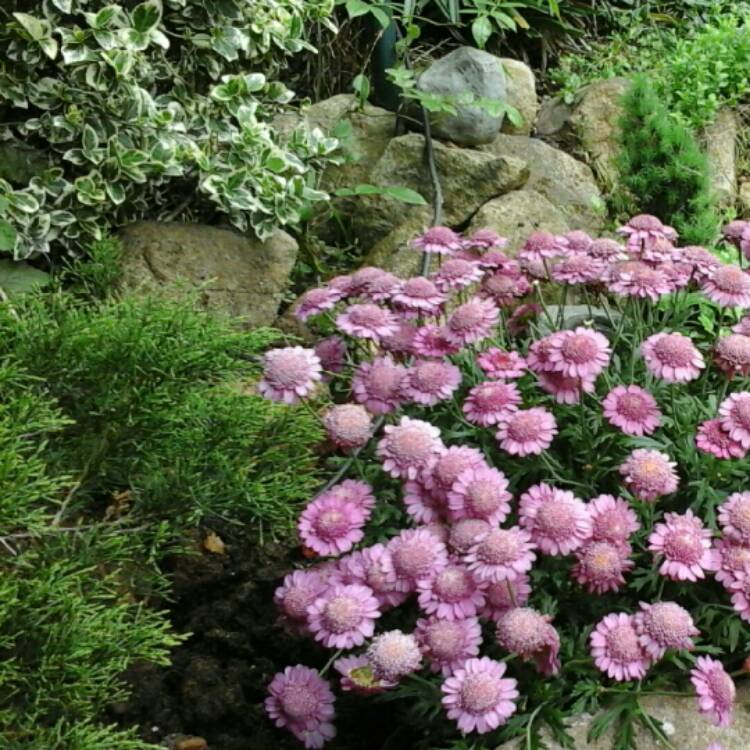 Plant image Argyranthemum frutescens