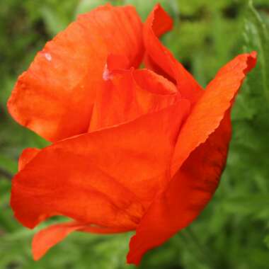 Papaver orientale 'Allegro'