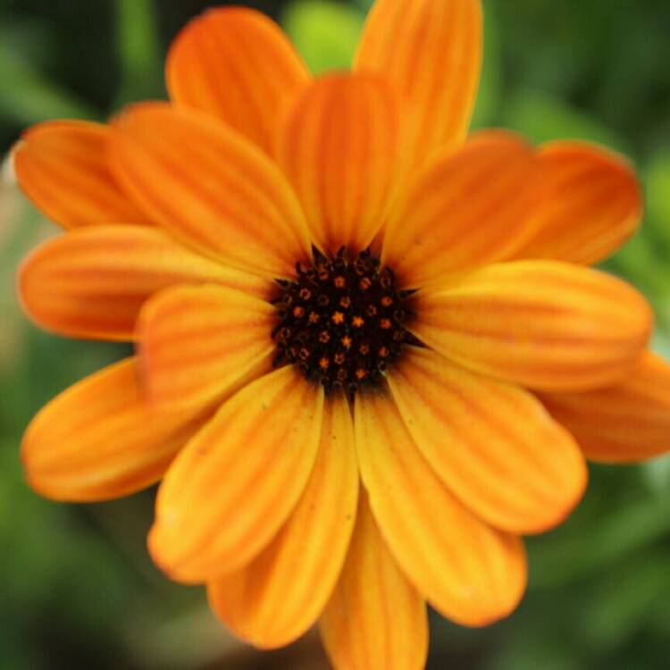 Osteospermum 'Orange Symphony', African Daisy 'Orange Symphony ...