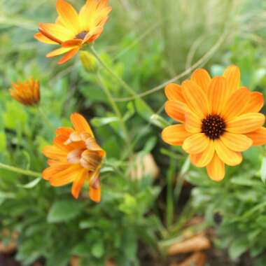 Osteospermum 'Orange Symphony'