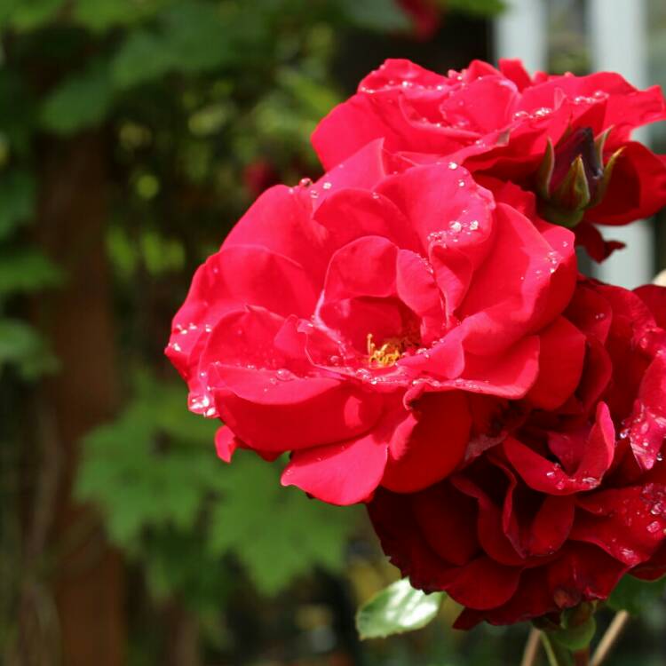 Plant image Rosa 'Santana' ('Tanklesant')