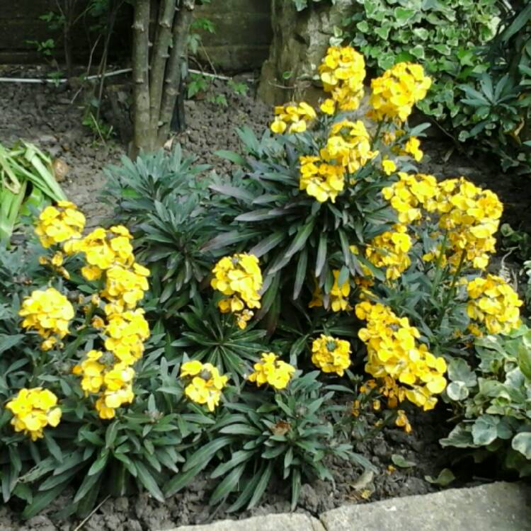 Plant image Erysimum 'Walfrasun' syn. Erysimum 'Walberton's Fragrant Sunshine'