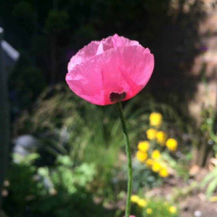 Plant image Papaver dubium subsp. lecoqui var. 'albiflorum'