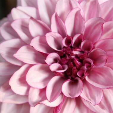 Dahlia 'Blackberry Crush'