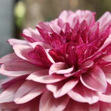 Dahlia 'Blackberry Crush'