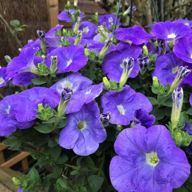 Petunia 'Merlin Blue Morn'