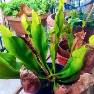 Sarracenia 'Bog Witch'