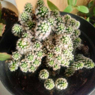 Mammillaria Vetula ssp. Gracillis