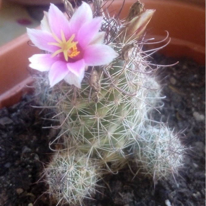 Plant image Mammillaria grahamii