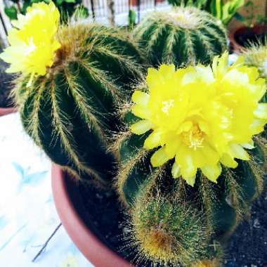 Parodia magnifica syn. Notocactus magnificus