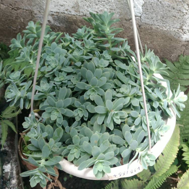 Plant image Sedum Palmerii