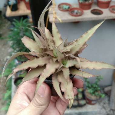 Cryptanthus Bivittatus