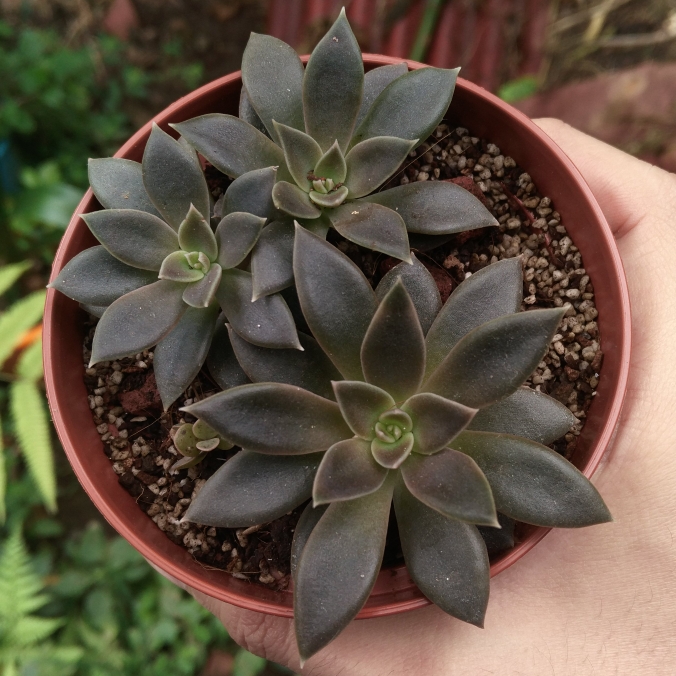 Plant image Echeveria Serrana