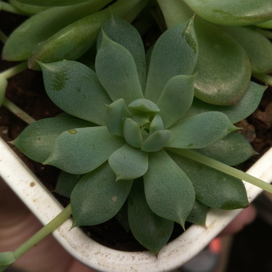 Plant image Graptopetalum Macdougallii