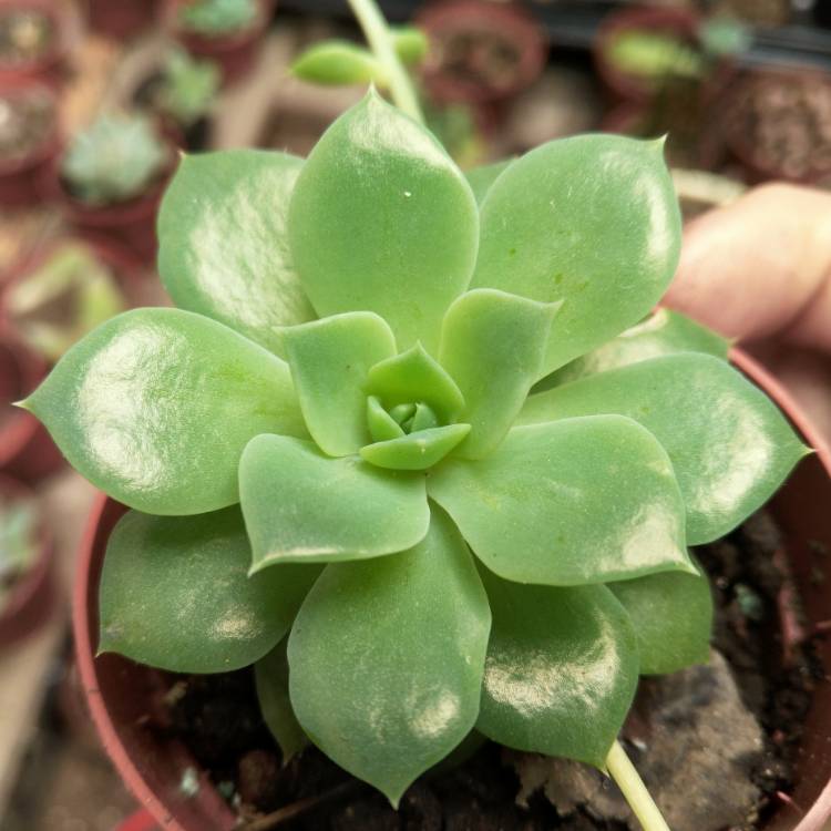 Plant image xGraptoveria Jadeíta