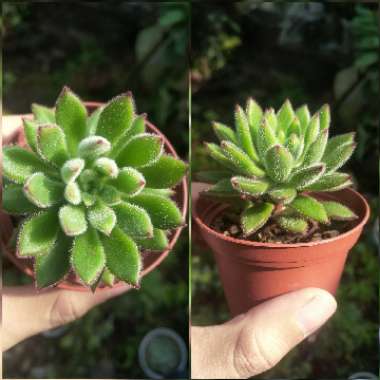 Echeveria Set Oliver