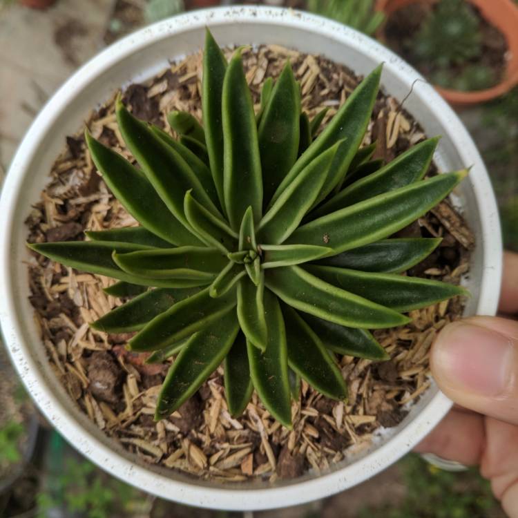 Plant image Echeveria Lutea