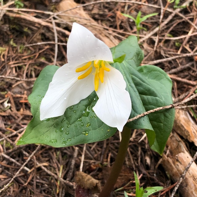 Plant image Trillium