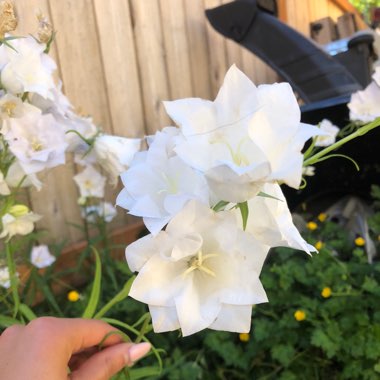 Platycodon grandiflorus 'Astra Double White' (Astra Series) syn. Campanula grandiflora 'Astra Double White'