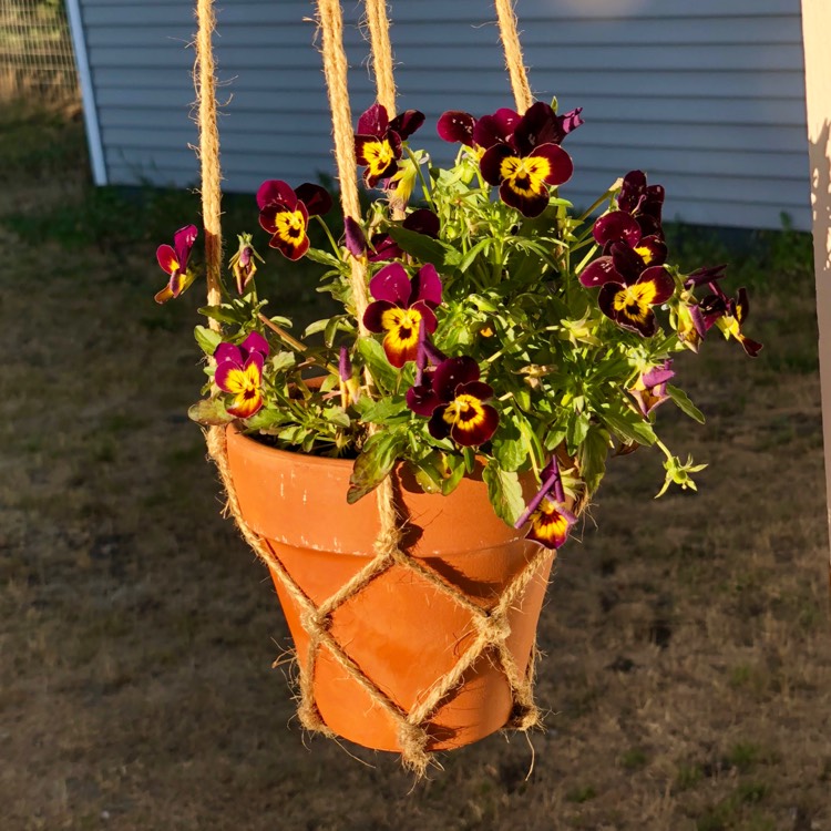 Plant image Viola cornuta 'Midnight Glow'