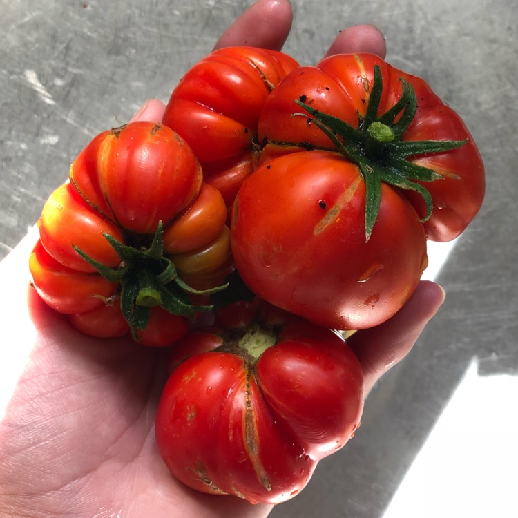 Plant image Solanum lycopersicum 'Beefmaster'