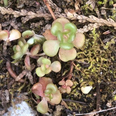 Sedum Spathulifolium