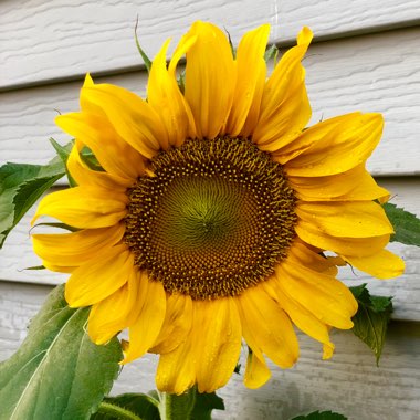 Helianthus annuus