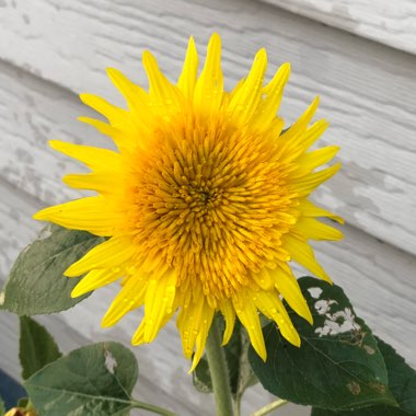 Helianthus 'Double Whammy'