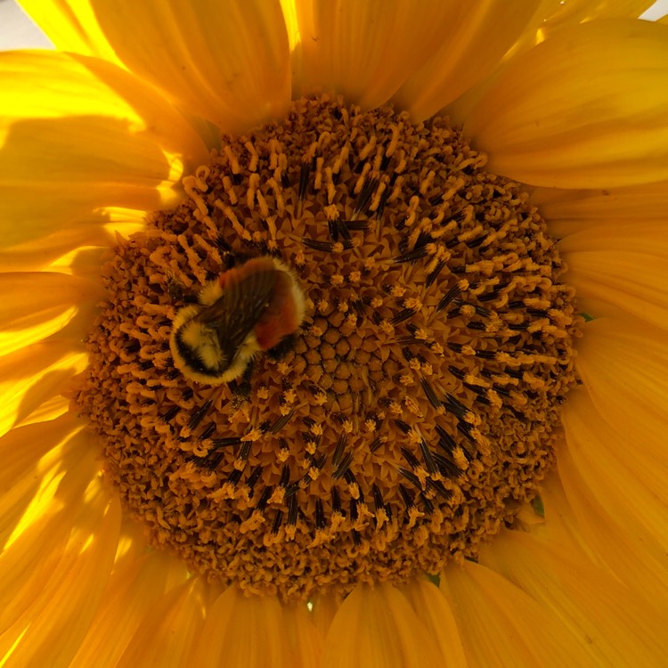 Plant image Helianthus annuus 'Micro Sun'