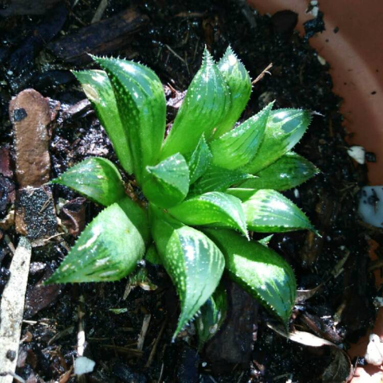 Plant image Haworthia Mirabilis var. Badia