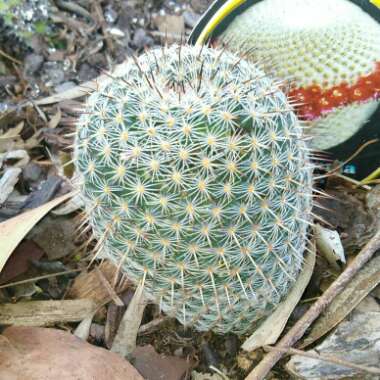 Mammillaria haageana 'Elegans'