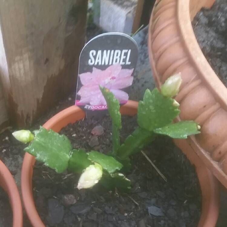 Plant image Schlumbergera truncata Sanibel